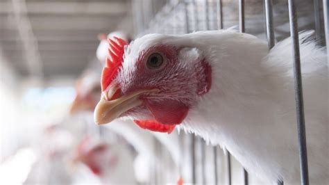 Quebec avian flu cases higher than expected as bird deaths near 1 million: expert